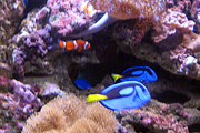 Sea Life Center